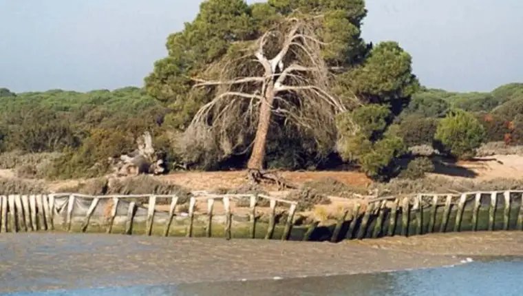 Doñane