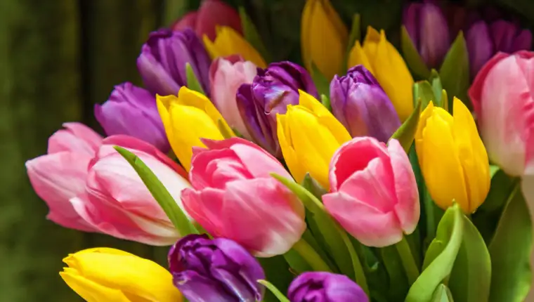 tulipani freepik