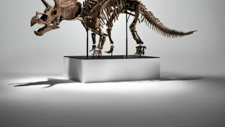 Triceratops auction