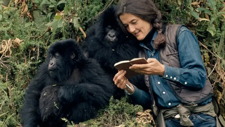 Dian fossey