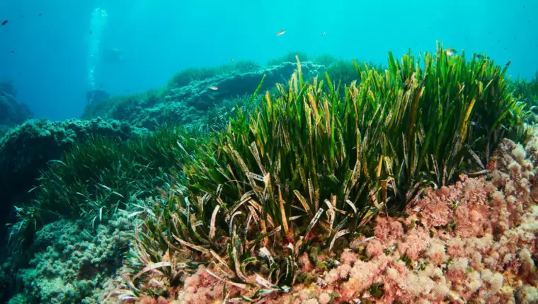 Posidonia oceanica