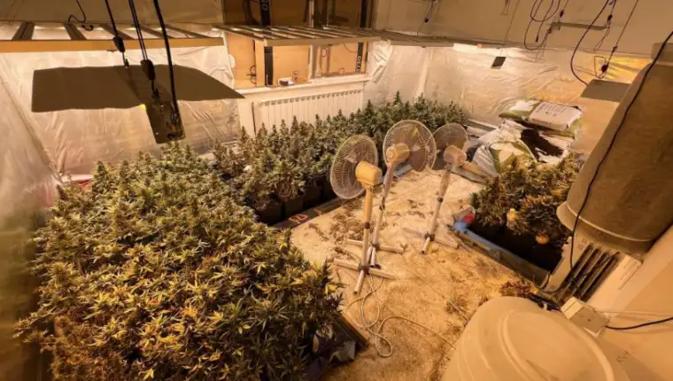 Marihuana 4