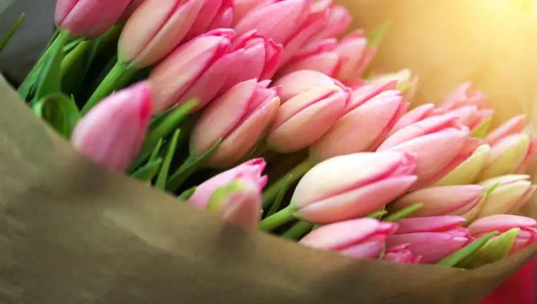 tulipani freepik