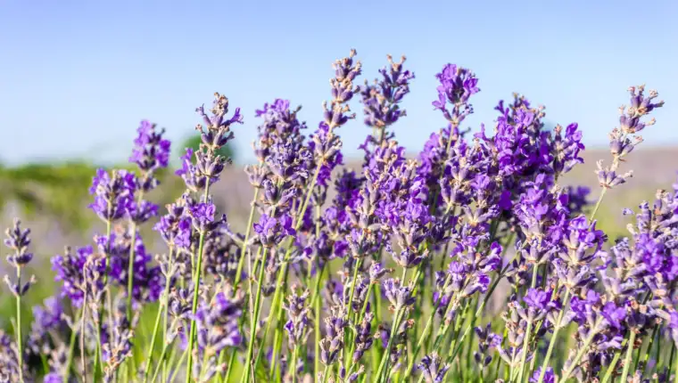 Lavanda freepik