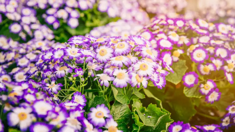 Cineraria freepik