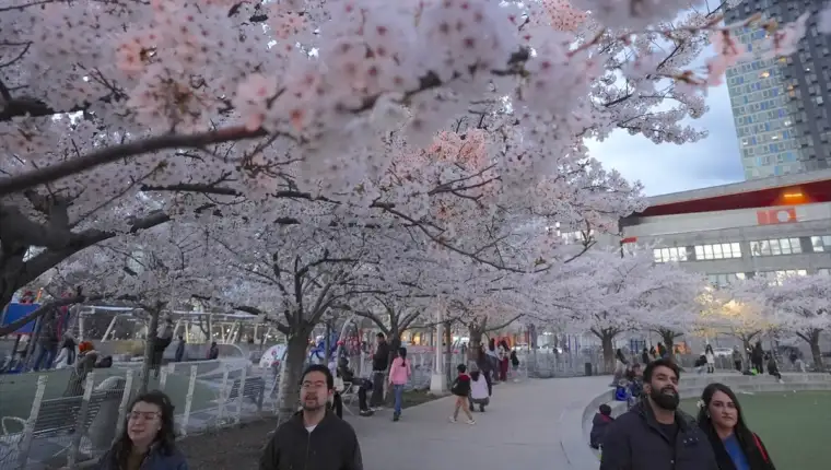 AA 20260407 41037020 41037006 CVJETANJE TRESNJE U LONG ISLAND CITYJU NEW YORK