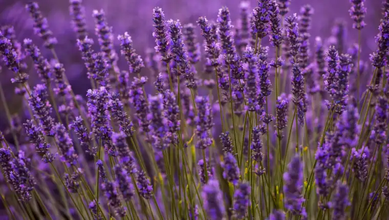 Lavanda freepik