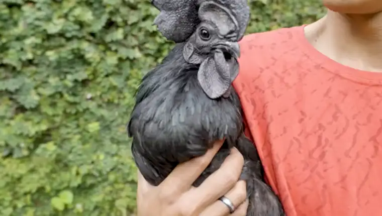 Ayam Cemani