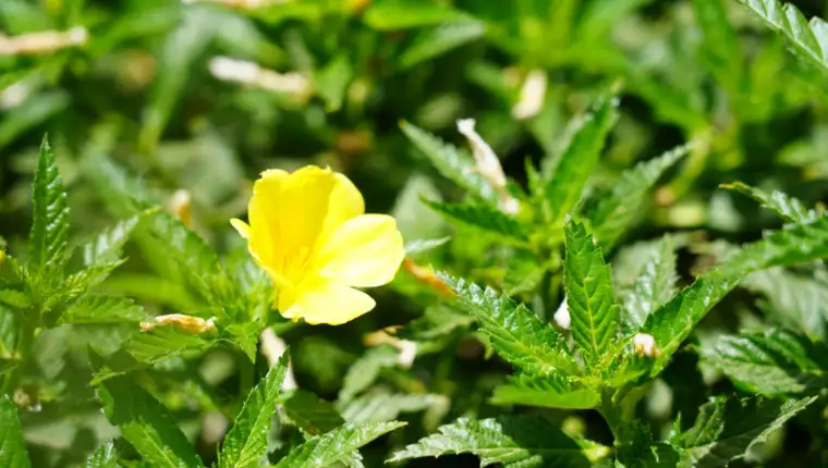 Potentilla erecta freepik