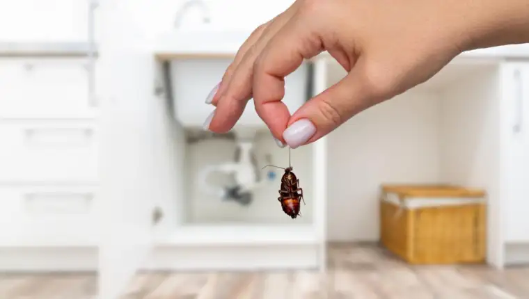 Insekti freepik