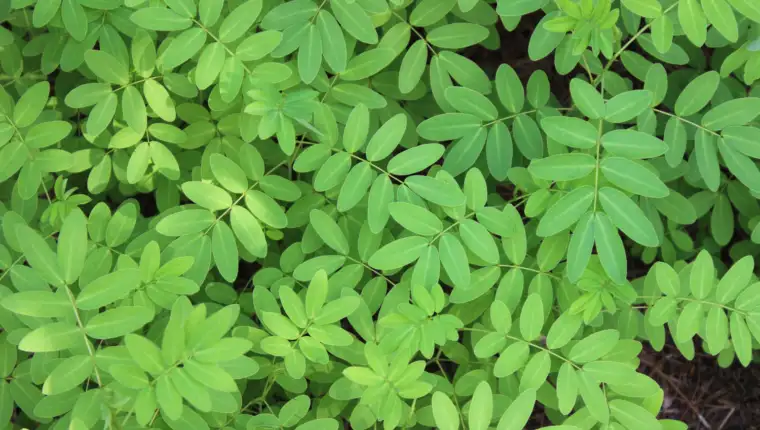 Moringa freepik