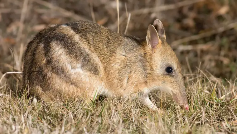 Bandicoot