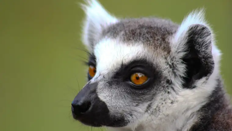 lemur freepik