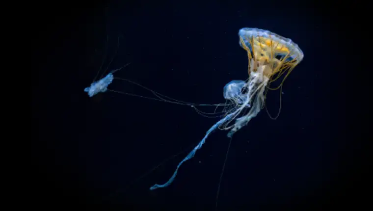 Meduza