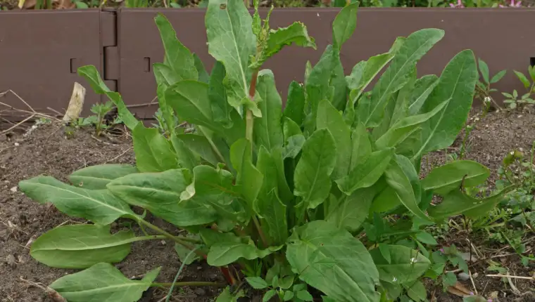 Kiselica