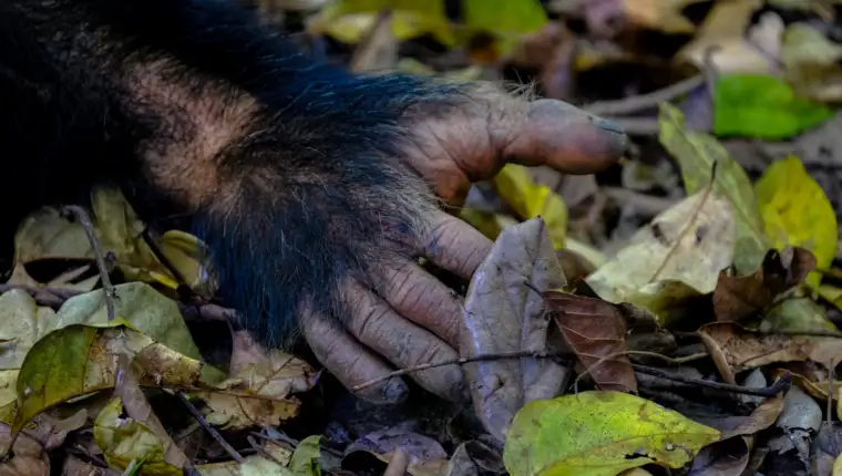 Bigfoot freepik