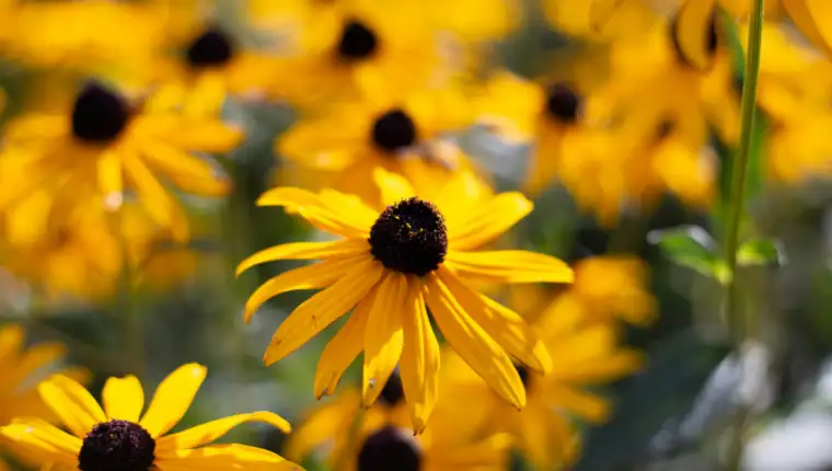 Rudbeckia fulgida freepik