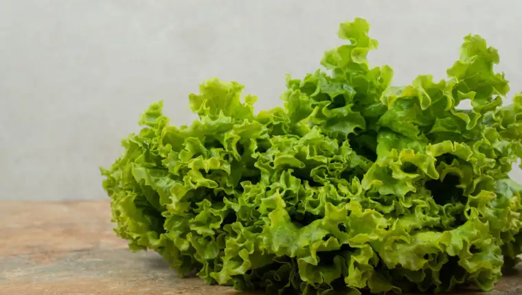 Zelena salata freepik
