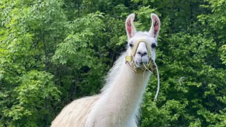 Lama fb baza paraghost