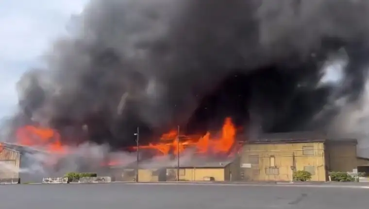 Nippon Dynawave Packaging