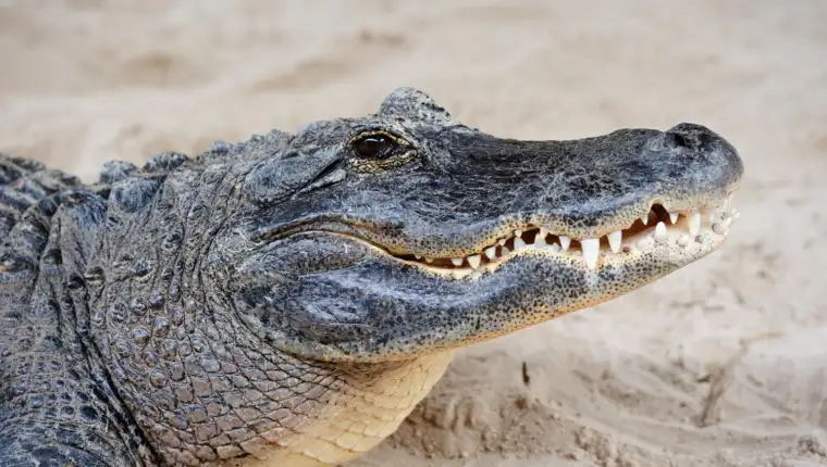 Krokodil freepik