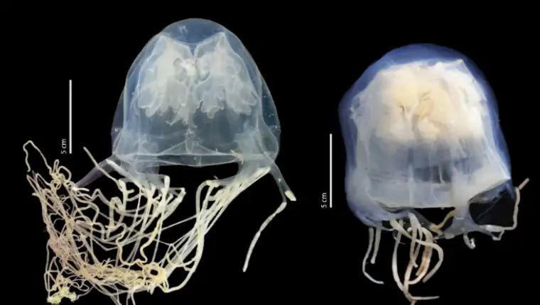 Meduza