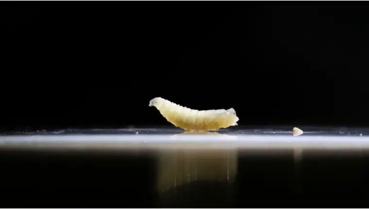 Screwworm x