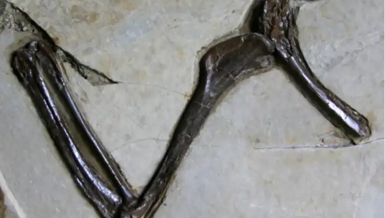 Jian changmaensis
