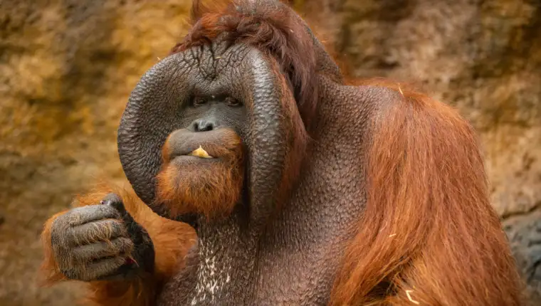 Tapanuli orangutan freepik