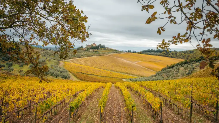 Chianti freepik
