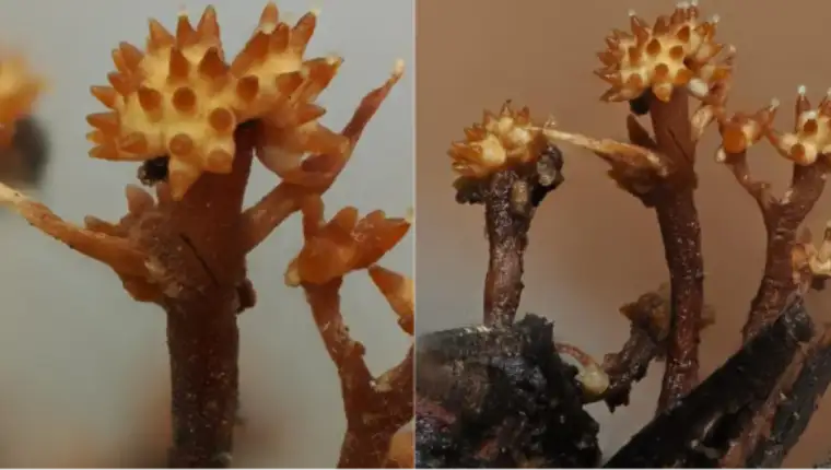 Pleurocordyceps cornusynnemata