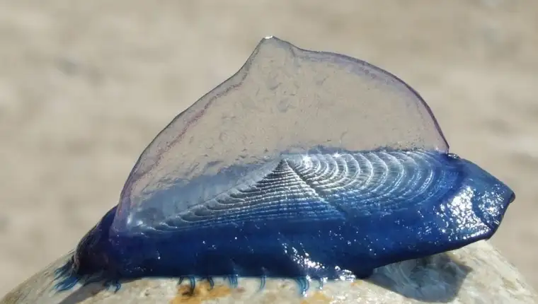 Velella velella