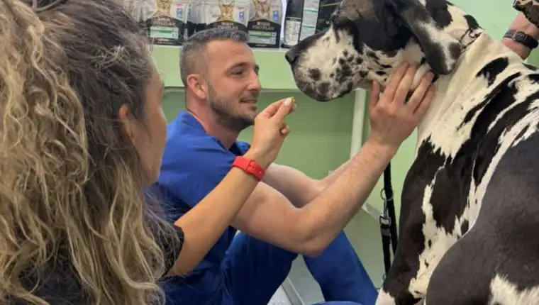 Psi veterinarska stanica sa