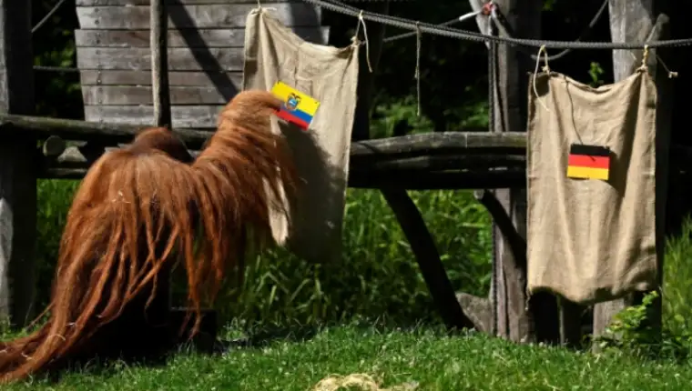 Orangutan 5