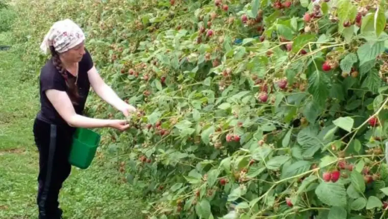 Maline 1
