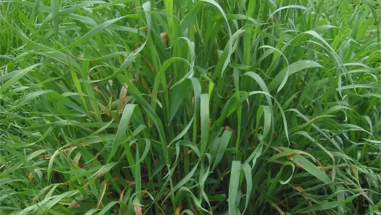 Pirevina