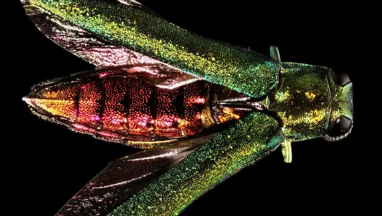 Agrilus planipennis