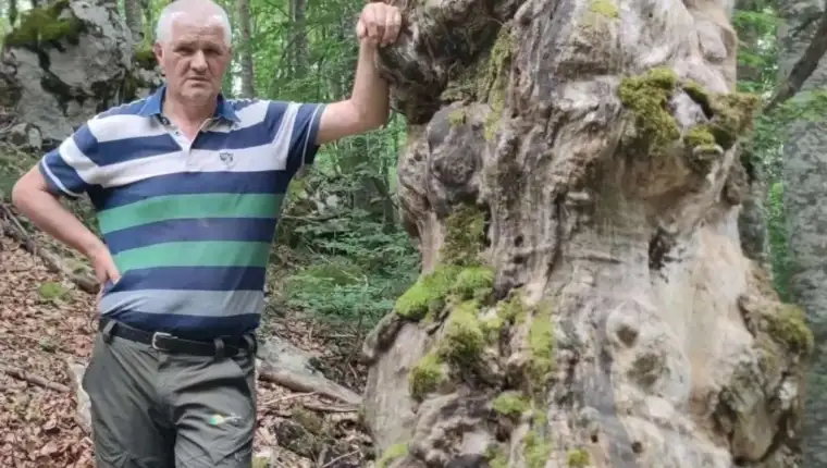 Pokrajcic drvo