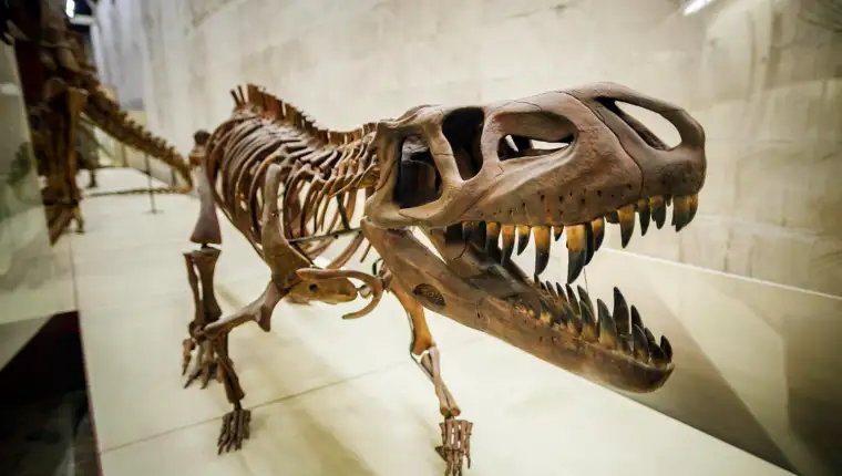 trex freepik