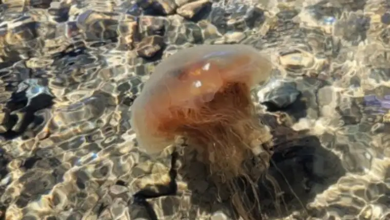 Meduze
