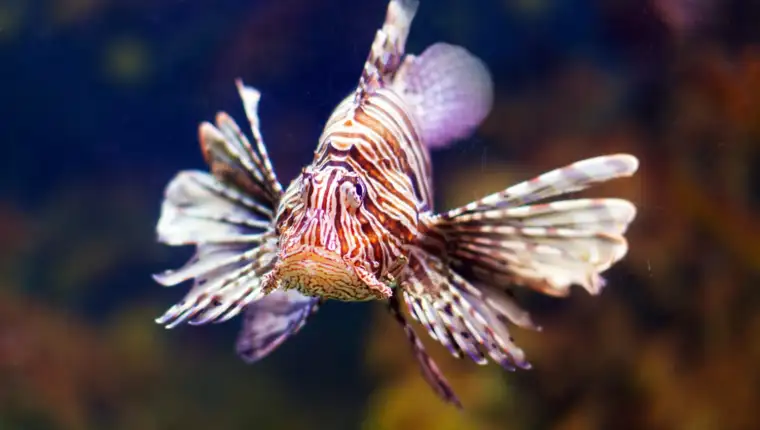Lionfish freepik