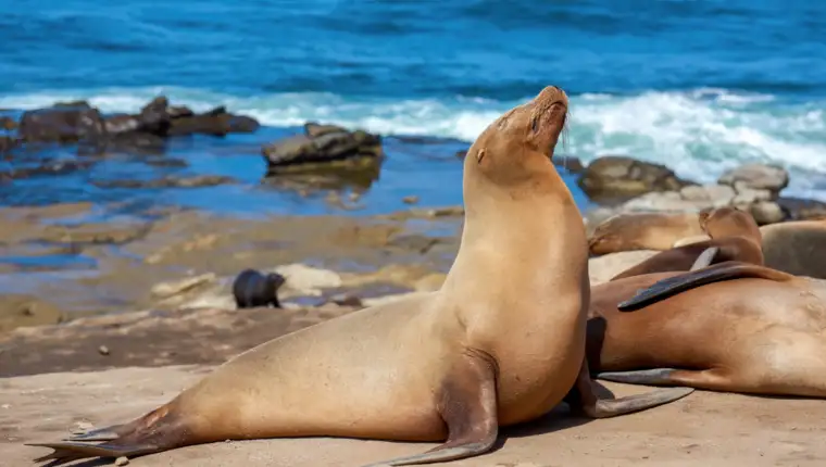Galapagos