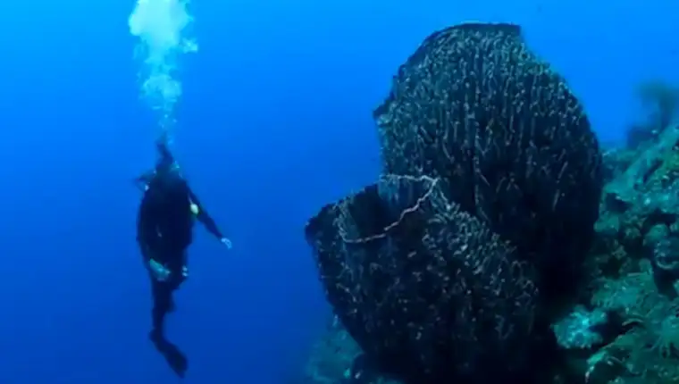 Xestospongia muta curacao