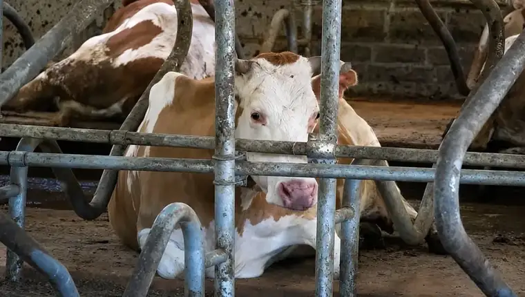 Farma krava na vlasicu