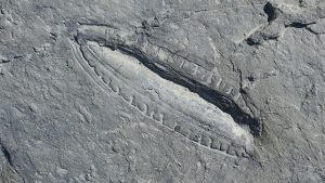 Najstariji obrok pronađen u fosilu