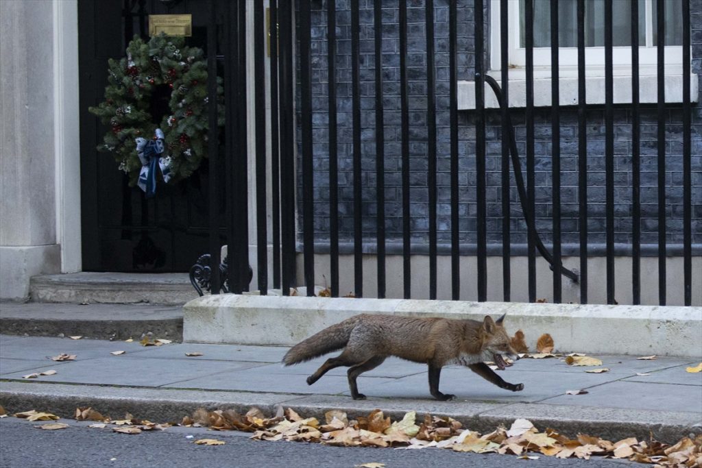 ispred sjedišta britanskog premijera lisica hoda trotoarom lišće po ulici iza vrata Downing streeta na njima vijenac Božićni metalna ograda od šipki bijeli prozor dan