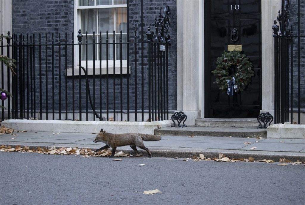 ispred sjedišta britanskog premijera lisica hoda trotoarom lišće po ulici iza vrata Downing streeta na njima vijenac Božićni metalna ograda od šipki bijeli prozor dan broj 10 