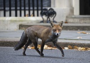 ispred sjedišta britanskog premijera snimljena lisica šeta ulicom na ulici i po trotoaru lišće iza DOwning Street ograda željezna šipkasta
