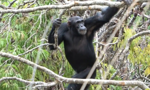 Naučnici posmatrajući čimpanze došli do nove toerije o tome kako smo se počeli kretati na dvije noge