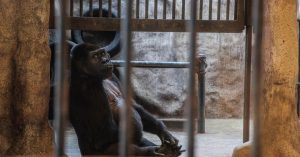 zatočena u kavezu gorila iza rešetaka sjedi tužna tajland
